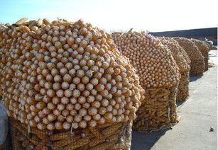 圈玉米网与电焊网的应用及菏泽市皓森丝网制品厂产品介绍